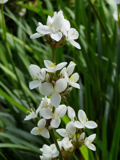 libertia-grandiflora-4