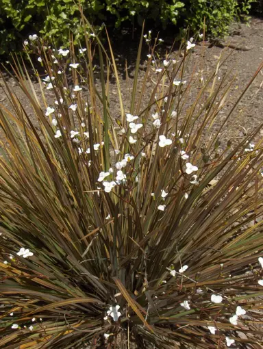 libertia-taupo-sunset-