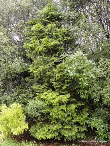 libocedrus-plumosa-