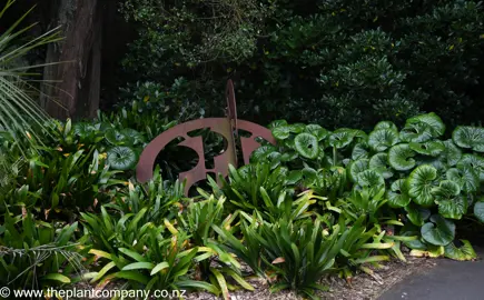 Tractor Seat plants with lush leaves growing in a garden.