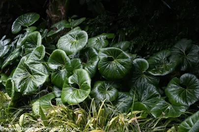 Ligularia reniformis with lush leaves in a garden.