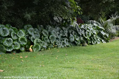 Tractor Seat plants with lush leaves growing in a border garden.