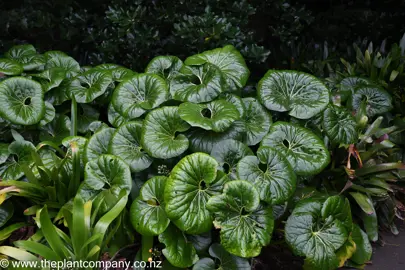 Ligularia reniformis with large and lustrous green leaves.