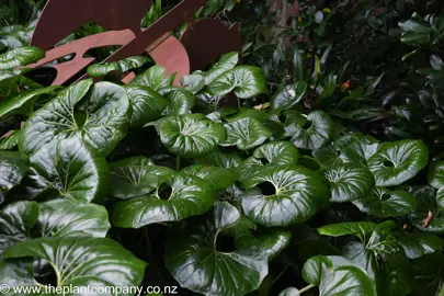 Tractor Seat plants with lush leaves growing around a sculpture.