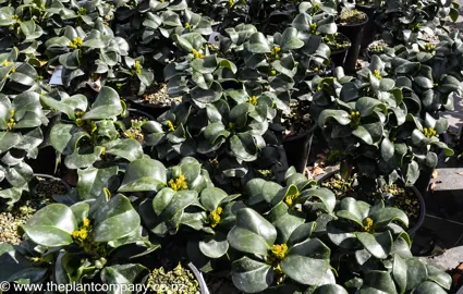 ligustrum-rotundifolium--7