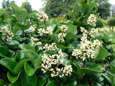 ligustrum-rotundifolium-