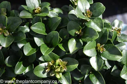 ligustrum-rotundifolium-5