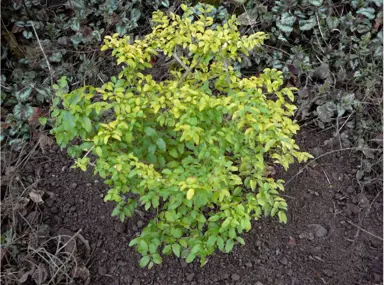 ligustrum-lemon-lime-and-clippers-