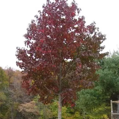 liquidambar-burgundy--1