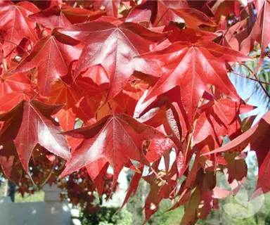 liquidambar-burgundy-