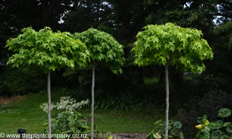 Standardised Liquidambar 'Gumball' trees growing as a cluster with green foliage.