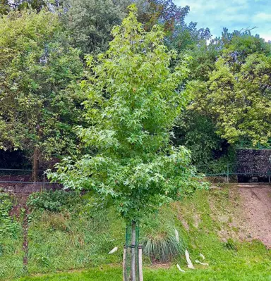 A 4 metre tall Liquidambar orientalis specimen trees in summer.
