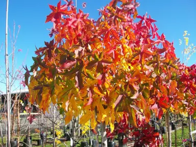 liquidambar-gumball-3