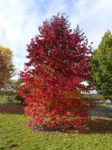 liquidambar-styraciflua-