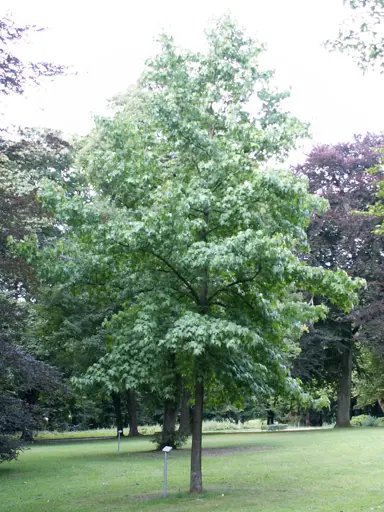 liquidambar-styraciflua-2