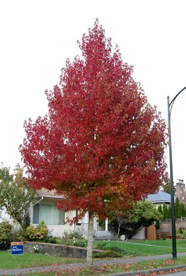 liquidambar-styraciflua-3