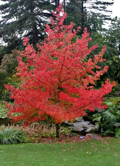 liquidambar-lane-roberts-