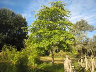 liquidambar-lane-roberts-1