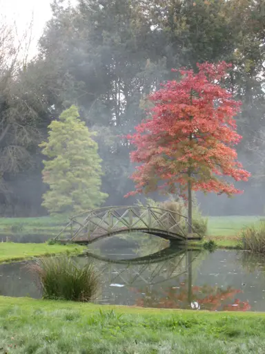 liquidambar-lane-roberts-2