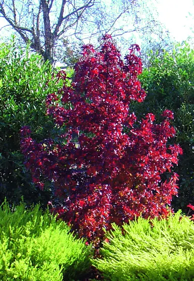 liquidambar-little-richard-