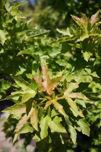 liquidambar-little-richard-1