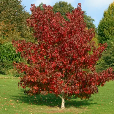 liquidambar-worpleston-1