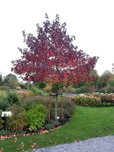 liquidambar-worpleston-2