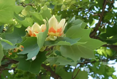 liriodendron-fastigiata--3