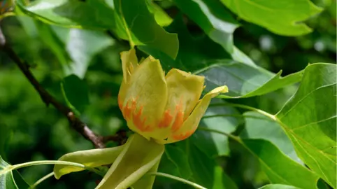 Liriodendron tulipifera (Tulip Tree) yellow flower amidst lush, green foliage.