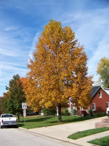 liriodendron-tulipifera-1