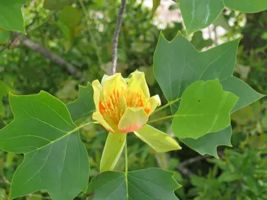 liriodendron-tulipifera-4