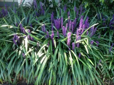 liriope-muscari-evergreen-giant-