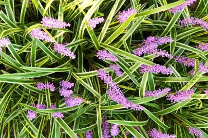 liriope-muscari-gold-band-