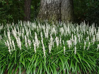 liriope-muscari-monroe-white--1