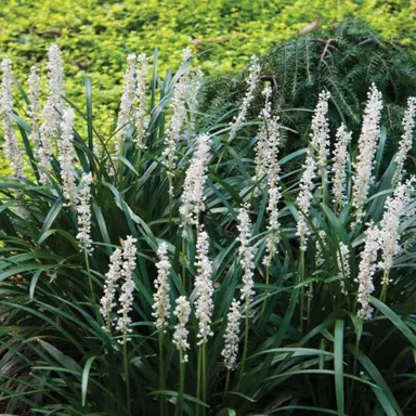 liriope-muscari-monroe-white--2