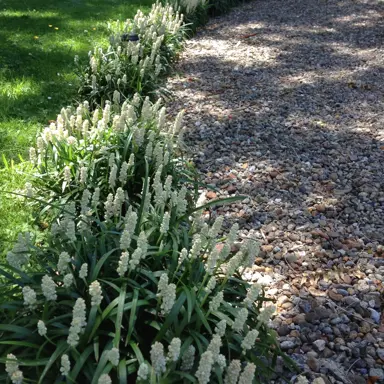 liriope-muscari-monroe-white--3