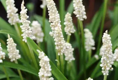 liriope-muscari-monroe-white-