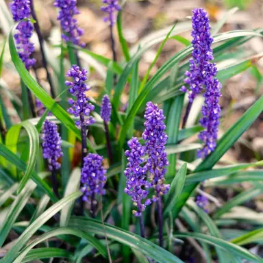 liriope-muscari--1