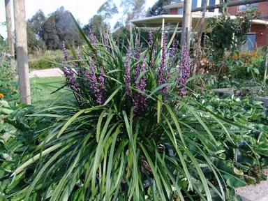 Liriope muscari 'Amethyst' plant with purple flowers and lush green leaves.