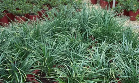 Liriope muscari 'Elmarco' plants with lush green foliage.