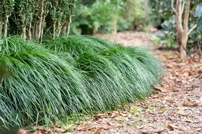 Liriope muscari 'Emerald Cascade' plants with dark green, cascading foliage.