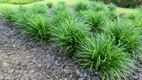 Liriope muscari 'Just Right' plants with lush green foliage.