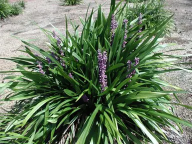 Liriope muscari 'Majestic' plant with green leaves and pink flowers.
