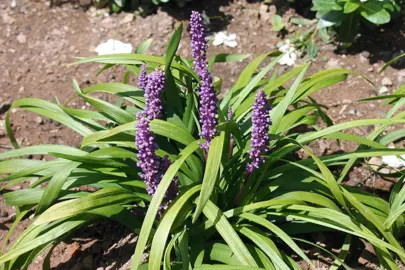 Liriope muscari 'Purple Explosion' plant with green leaves and purple flowers.