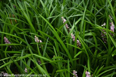 Dark green foliage on Liriope 'Samantha' with occassional pink flowers.