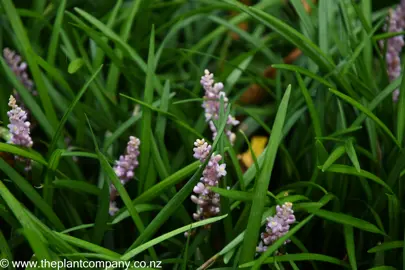 Delicate pink flowers and dark green foliage on Liriope 'Samantha'.