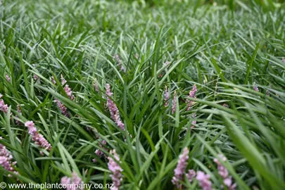 Pink flowers on Liriope 'Samantha' in a mass planting.