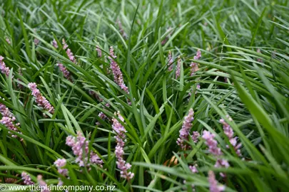 Liriope muscari 'Samantha' plants with dark green leaves and pink flowers.