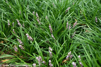 A mass planting of Liriope muscari 'Samantha'.