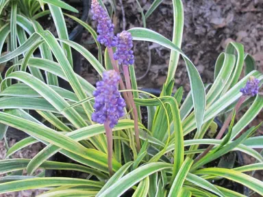 Liriope muscari 'Silvery Sunproof' plant with variegated leaves and purple flowers.
